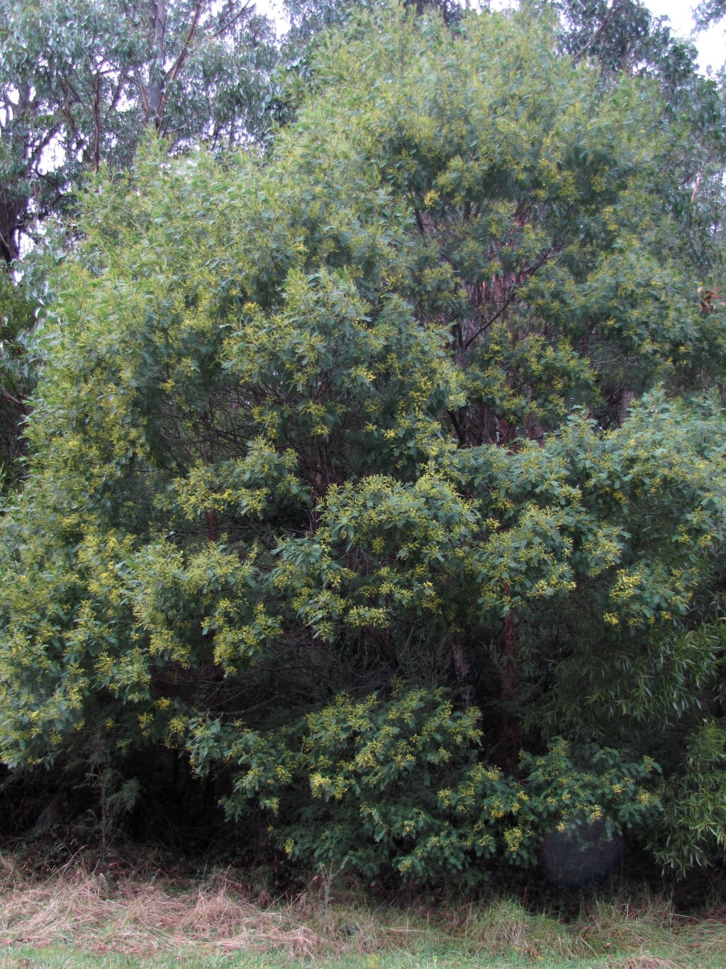 Acacia nanodealbata (hero image)