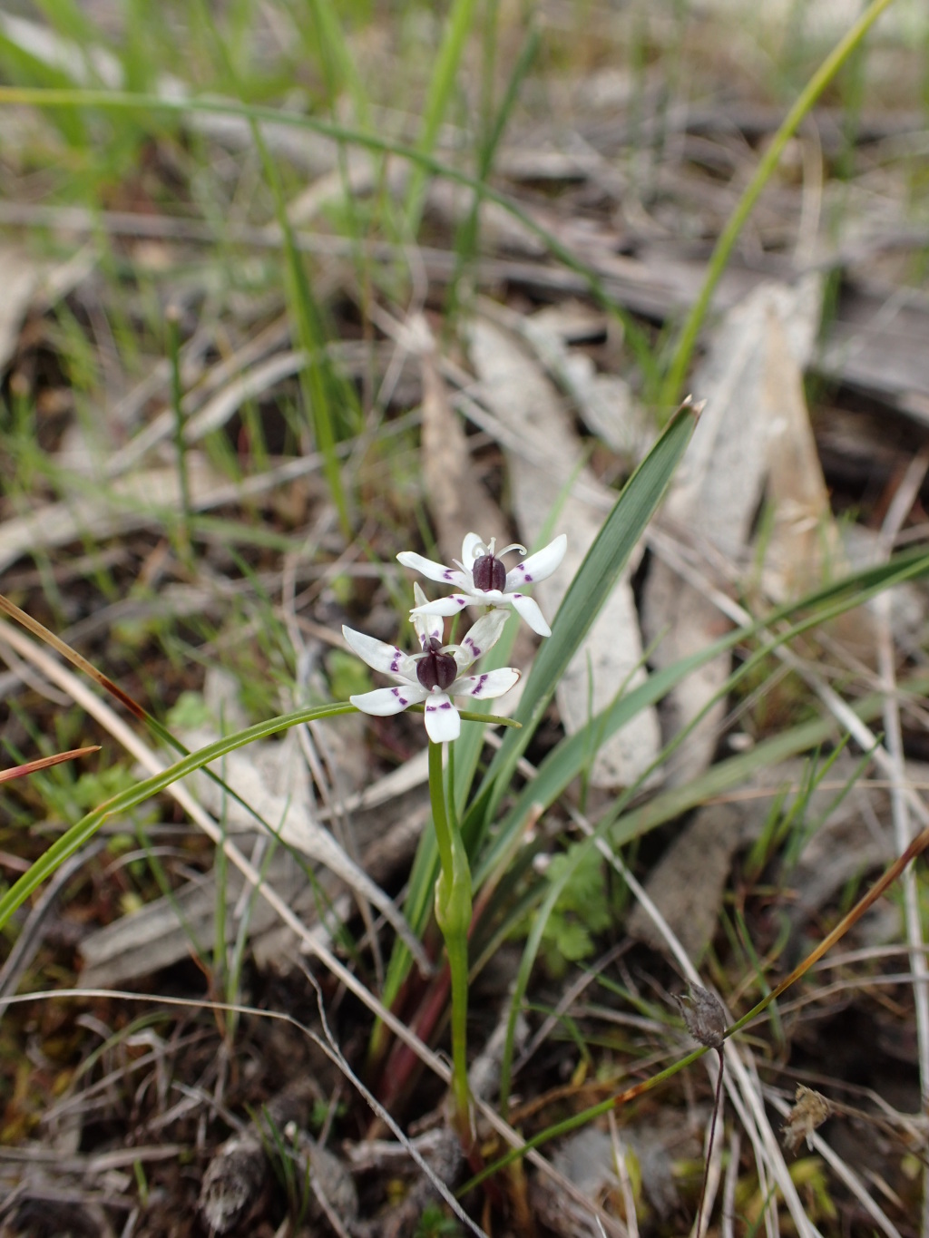 Wurmbea dioica subsp. dioica (hero image)