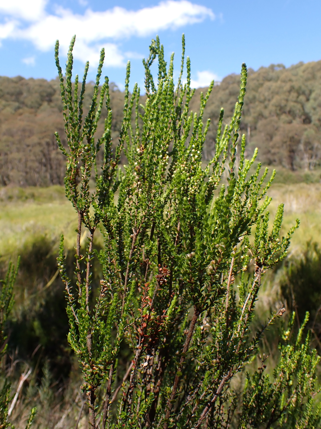 Epacris rhombifolia (hero image)