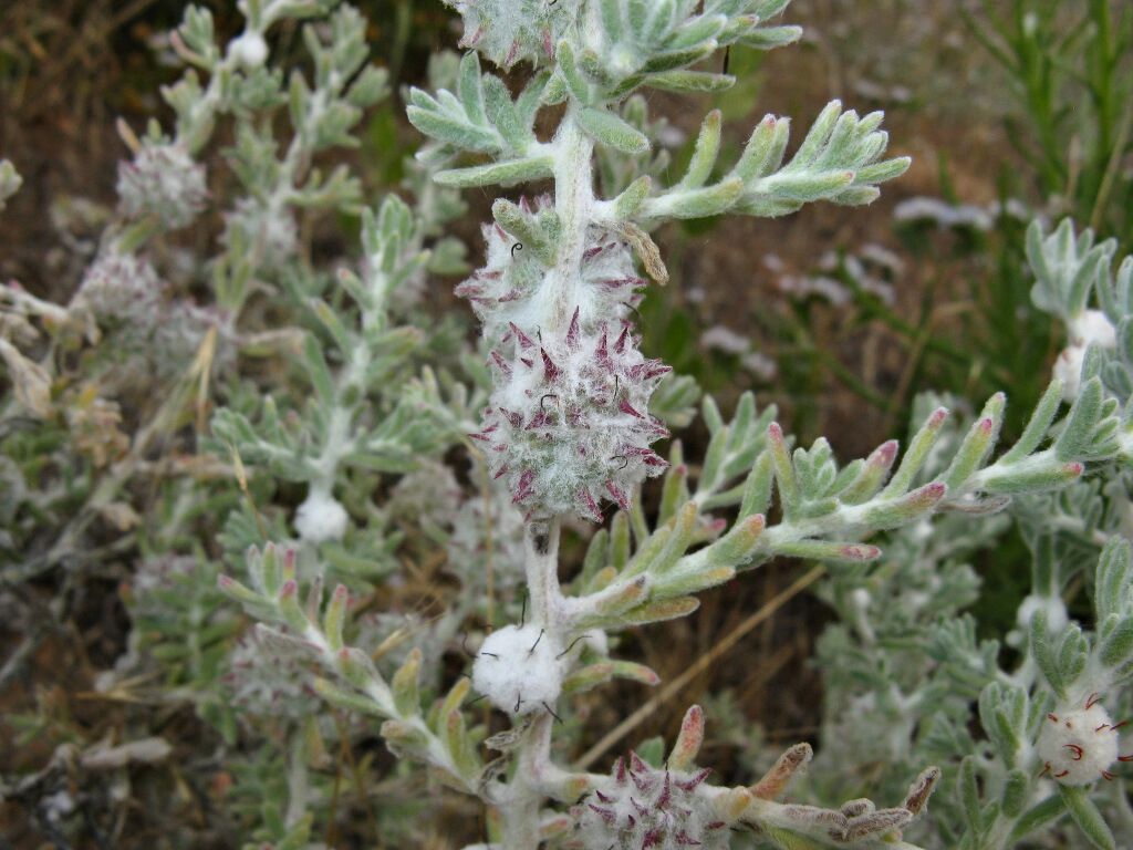 Dissocarpus paradoxus (hero image)