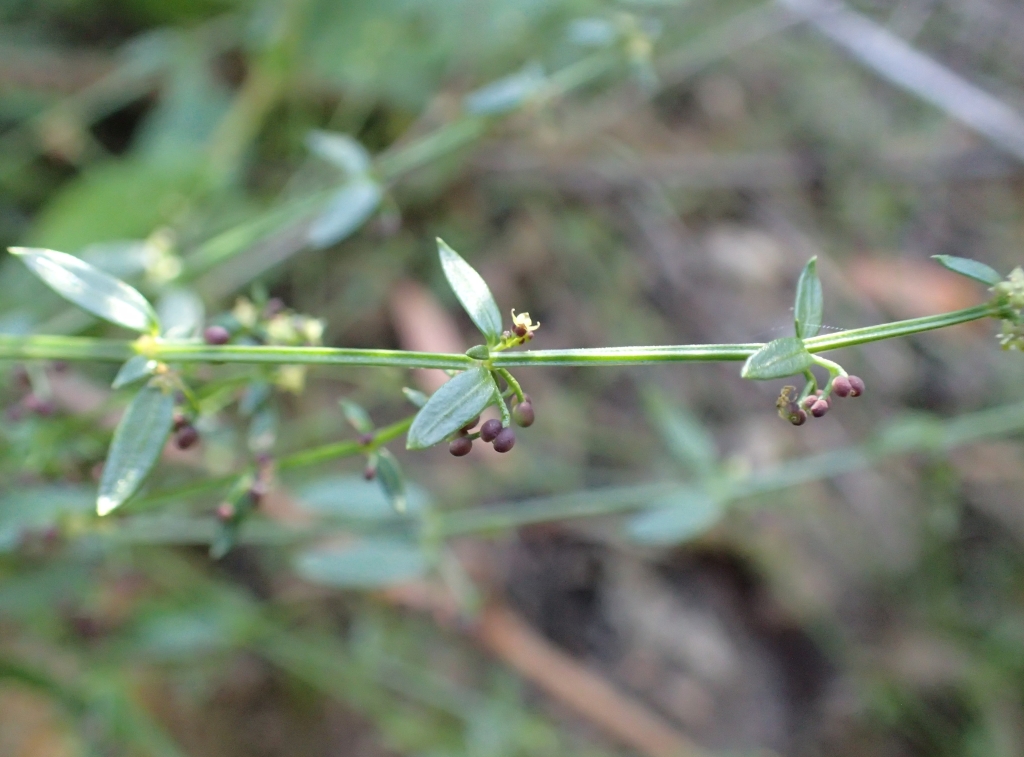 Galium binifolium (hero image)