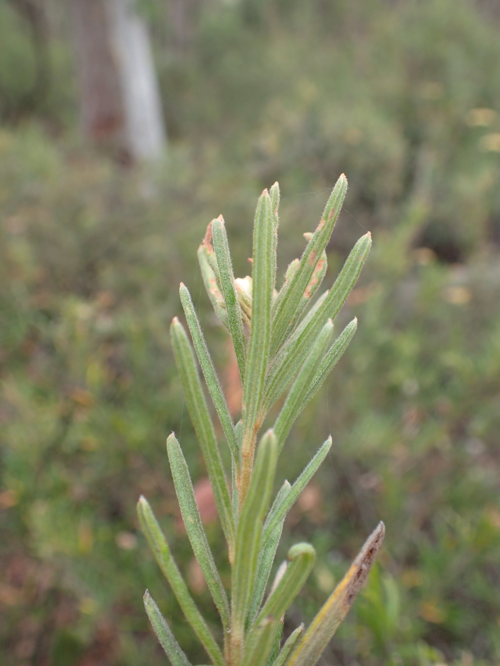 Grevillea polybractea (hero image)