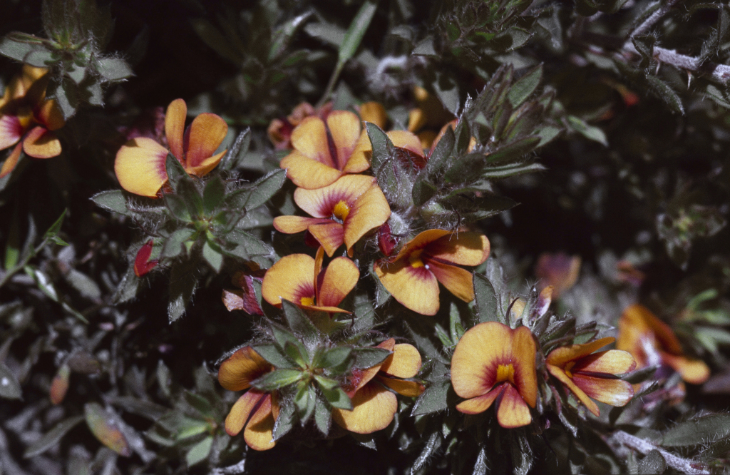 Pultenaea humilis (hero image)