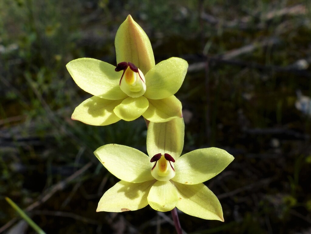 Thelymitra antennifera (hero image)