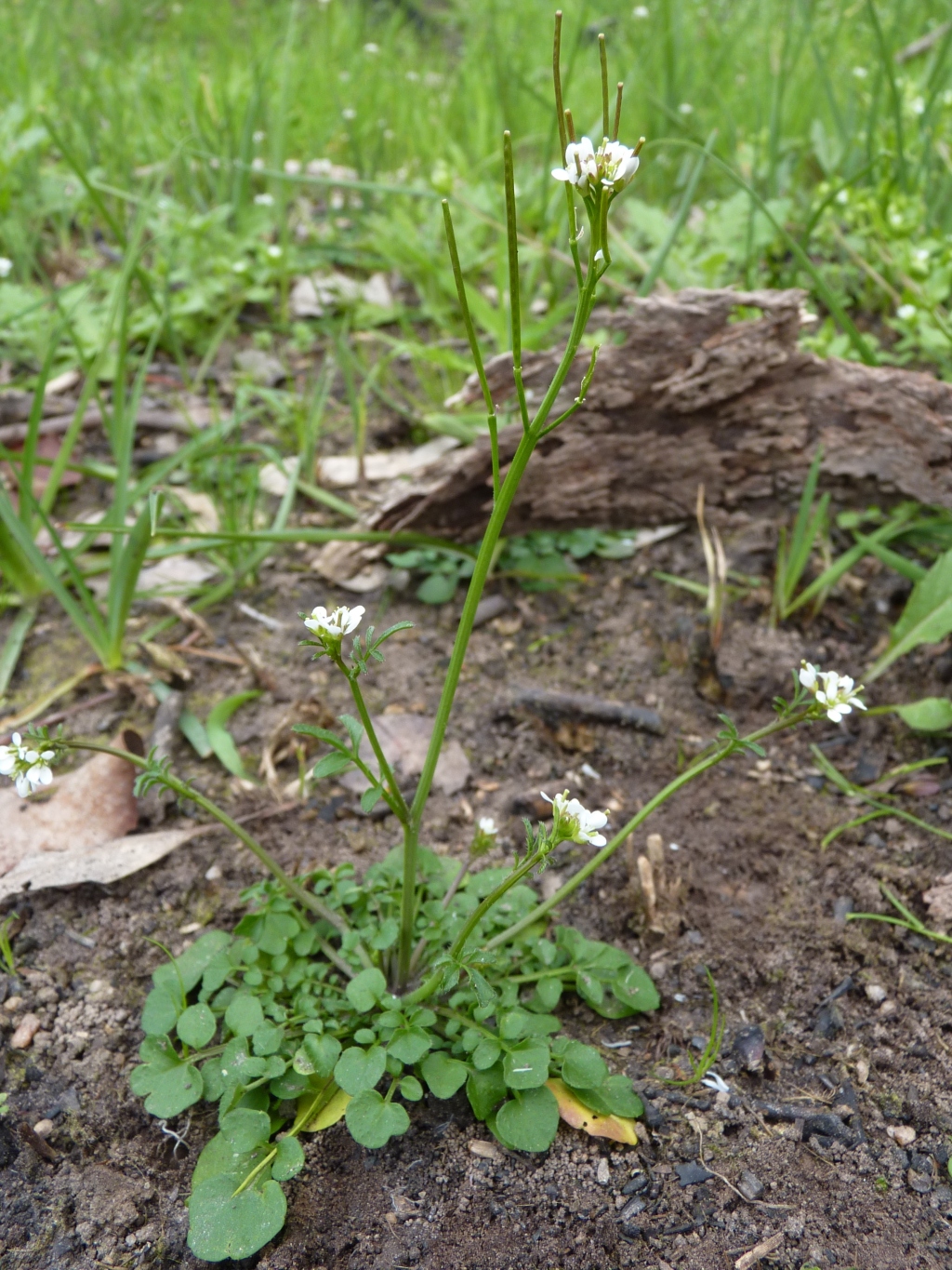 Cardamine hirsuta (hero image)