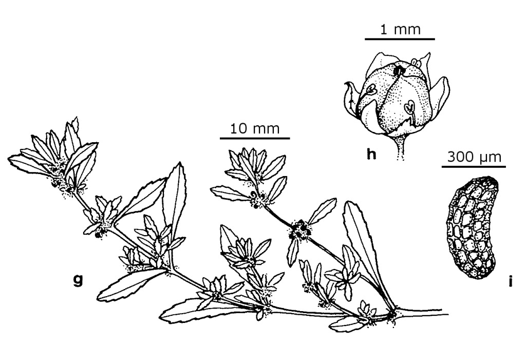 Bergia trimera (hero image)