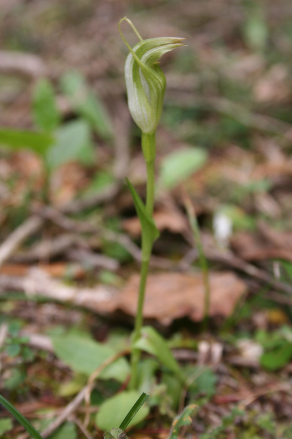 Pterostylis foliata (hero image)