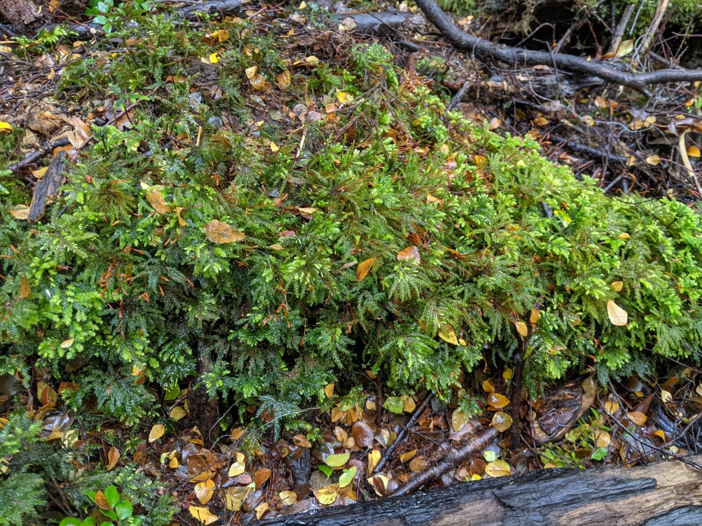 Hypnodendron vitiense (hero image)