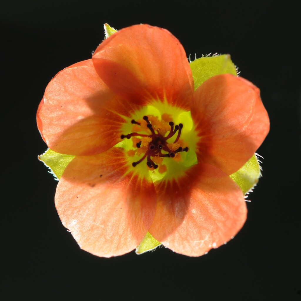 Modiola (hero image)