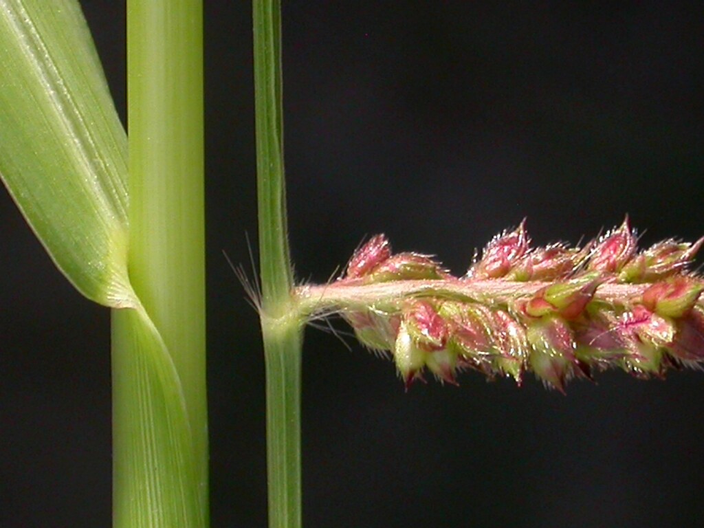Echinochloa crus-galli (hero image)