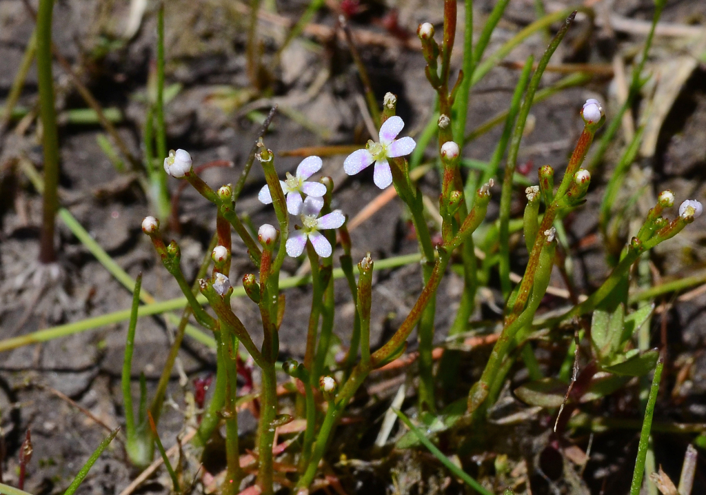 Stylidium despectum (hero image)