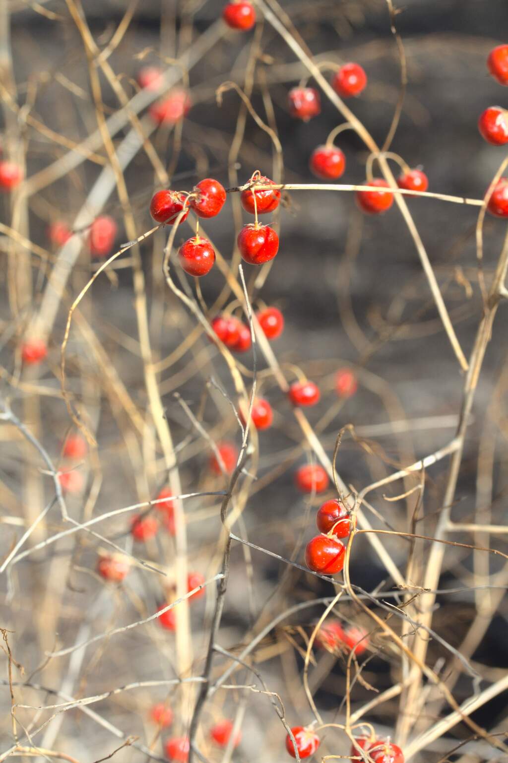 Asparagus officinalis (hero image)