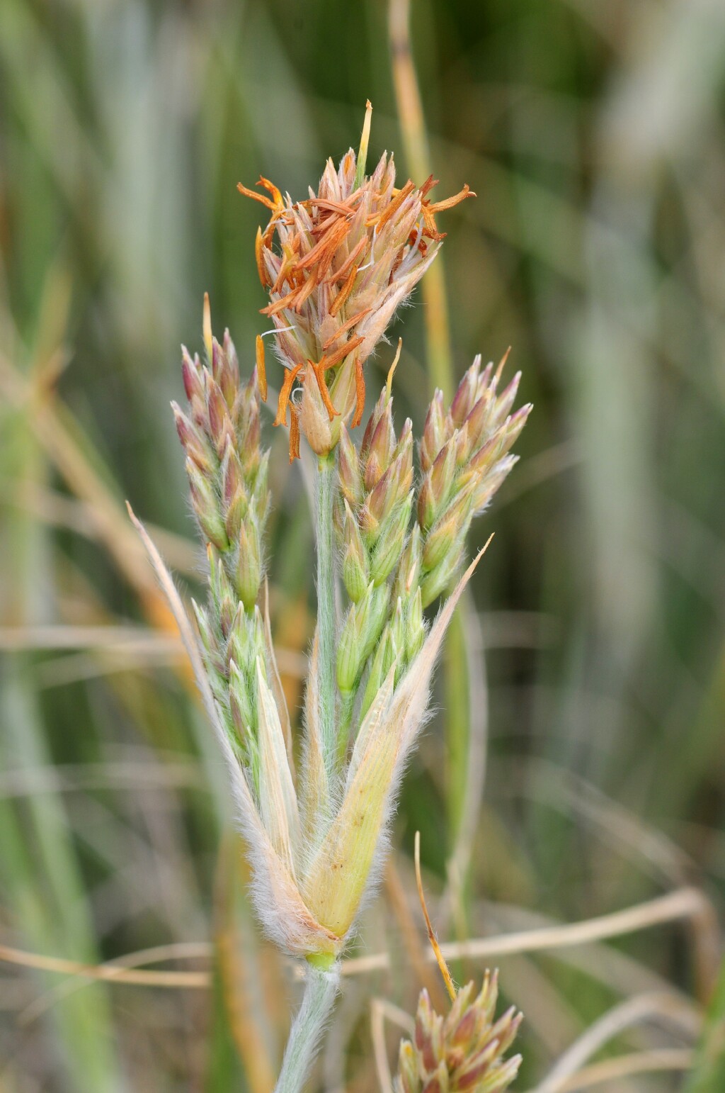 Spinifex sericeus (hero image)