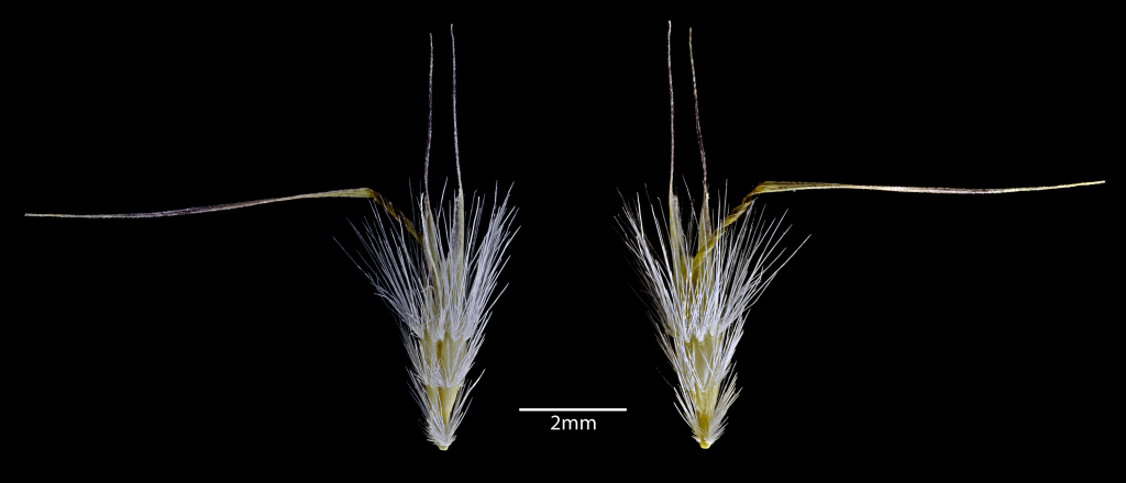 Rytidosperma erianthum (hero image)