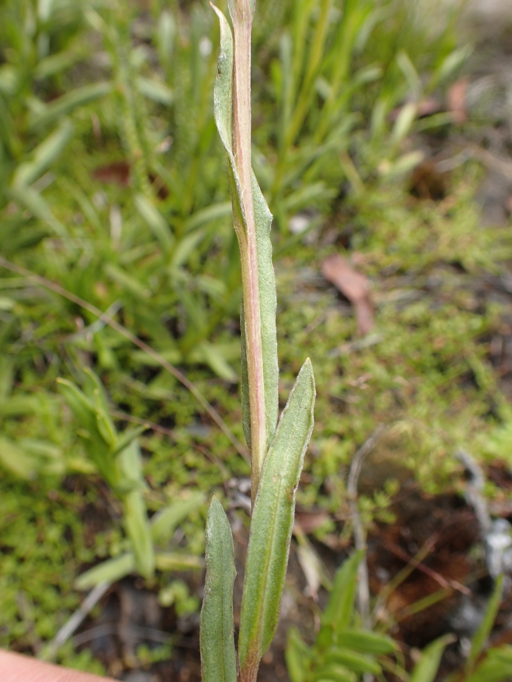 Xerochrysum andrewiae (hero image)