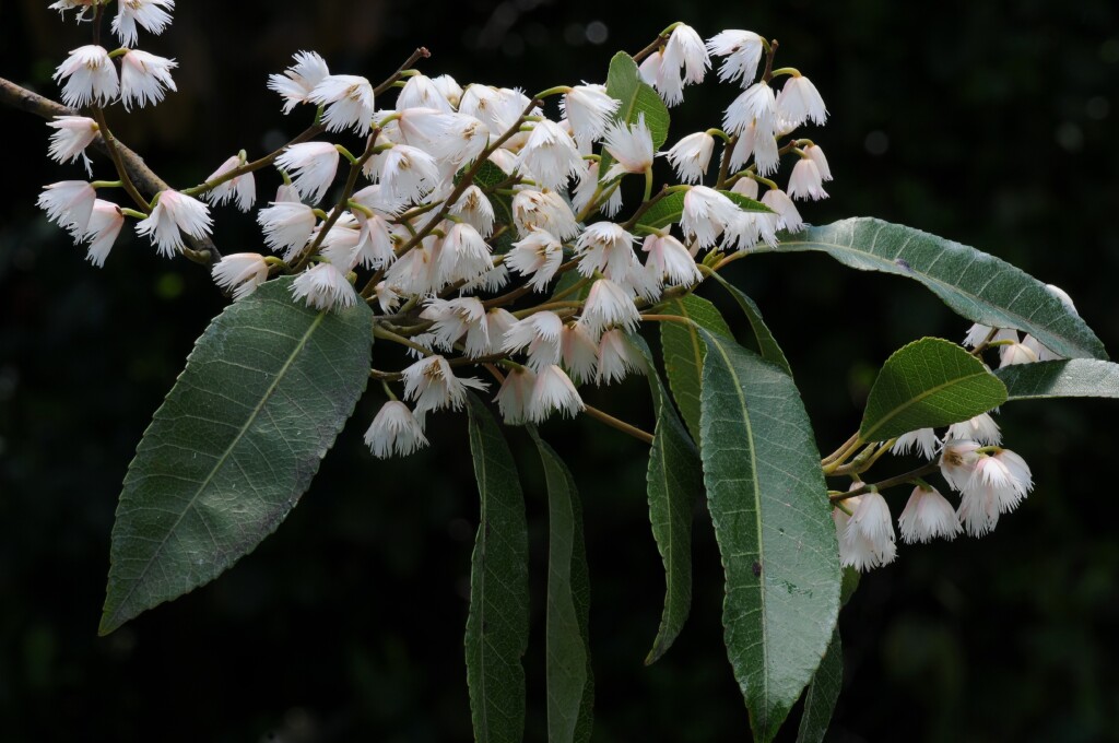 Elaeocarpus reticulatus (hero image)