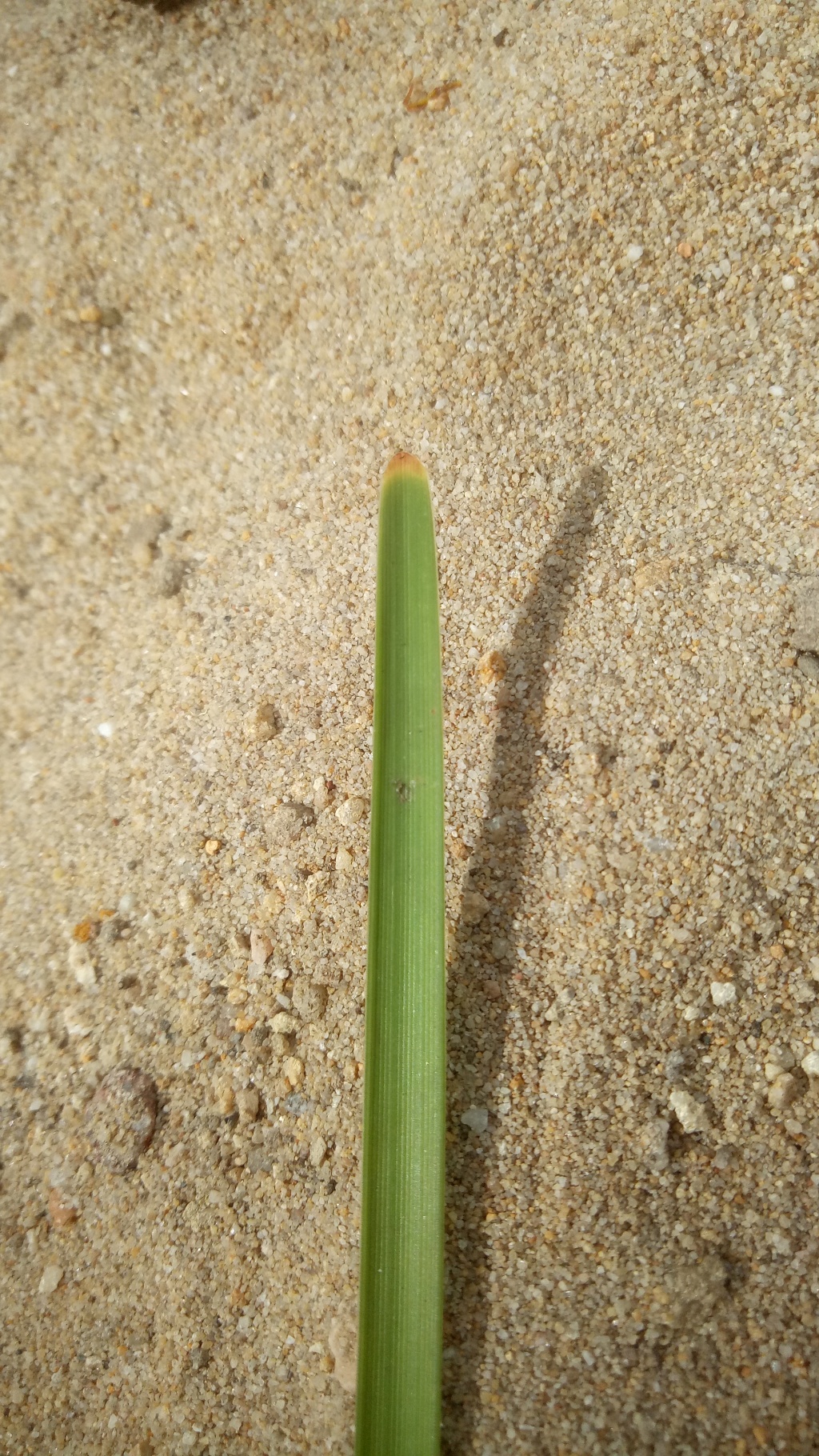 Lomandra oreophila (hero image)