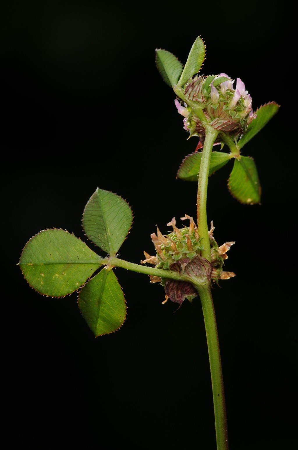 Trifolium glomeratum (hero image)