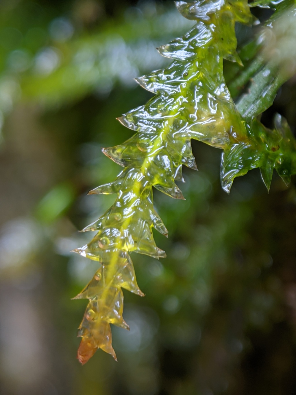 Plagiothecium lamprostachys (hero image)