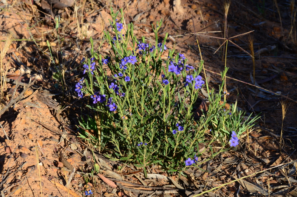 Halgania cyanea (hero image)