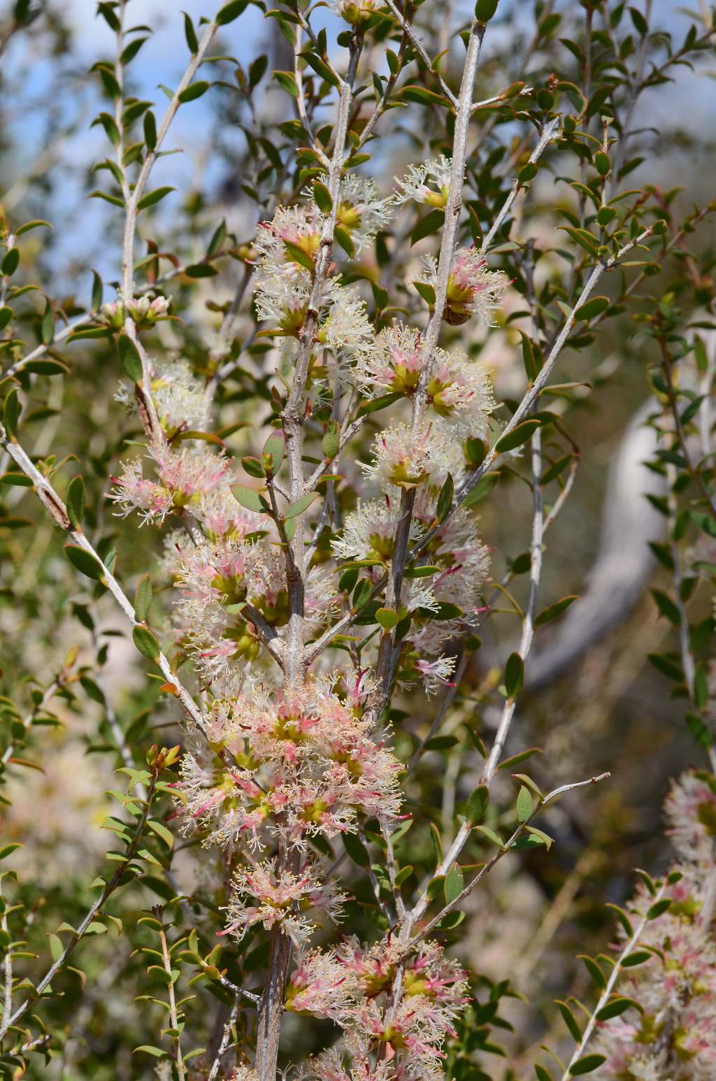 Melaleuca acuminata (hero image)