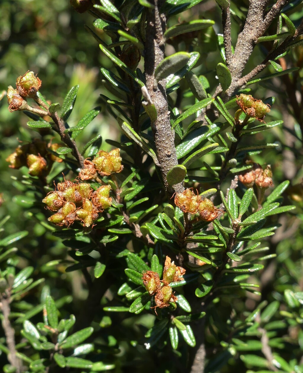 Phebalium squamulosum subsp. alpinum (hero image)