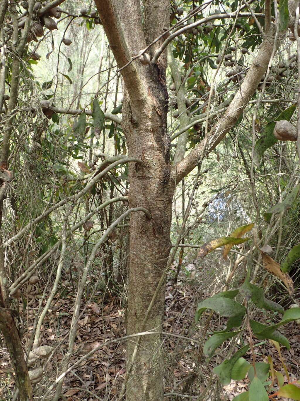 Hakea elliptica (hero image)