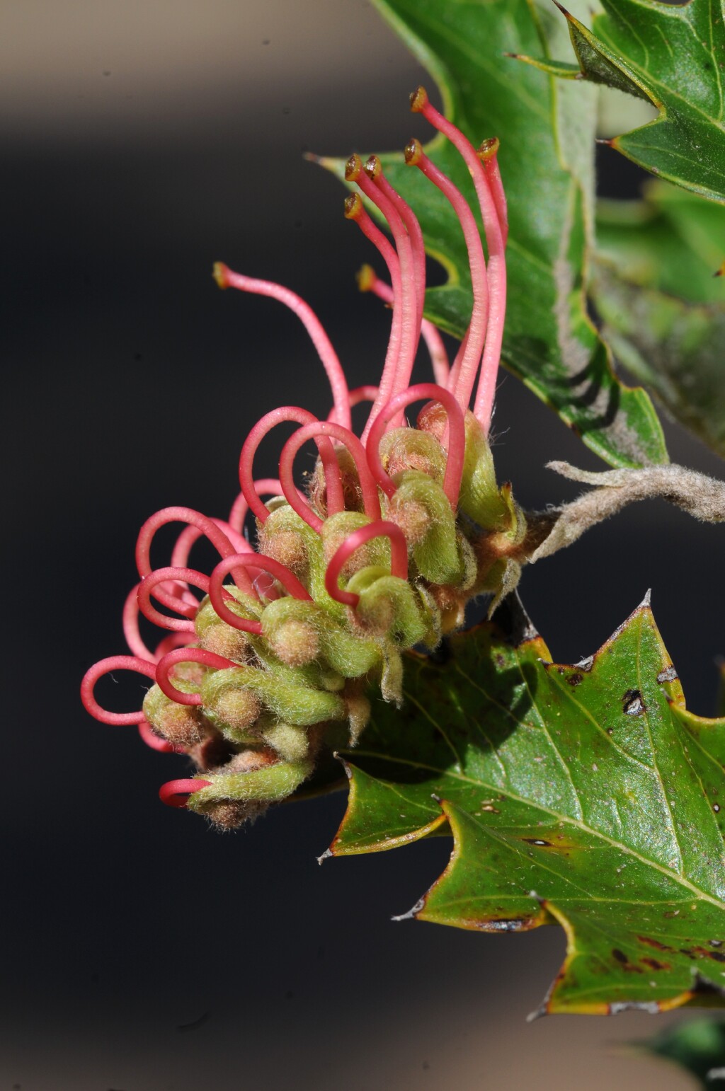 Grevillea aquifolium (hero image)