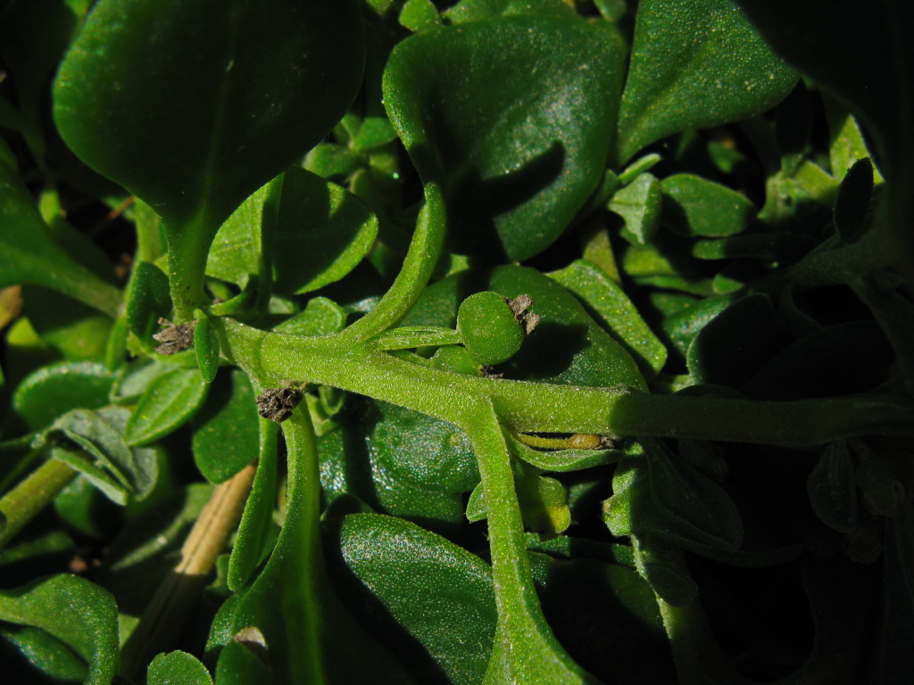 Tetragonia implexicoma (hero image)