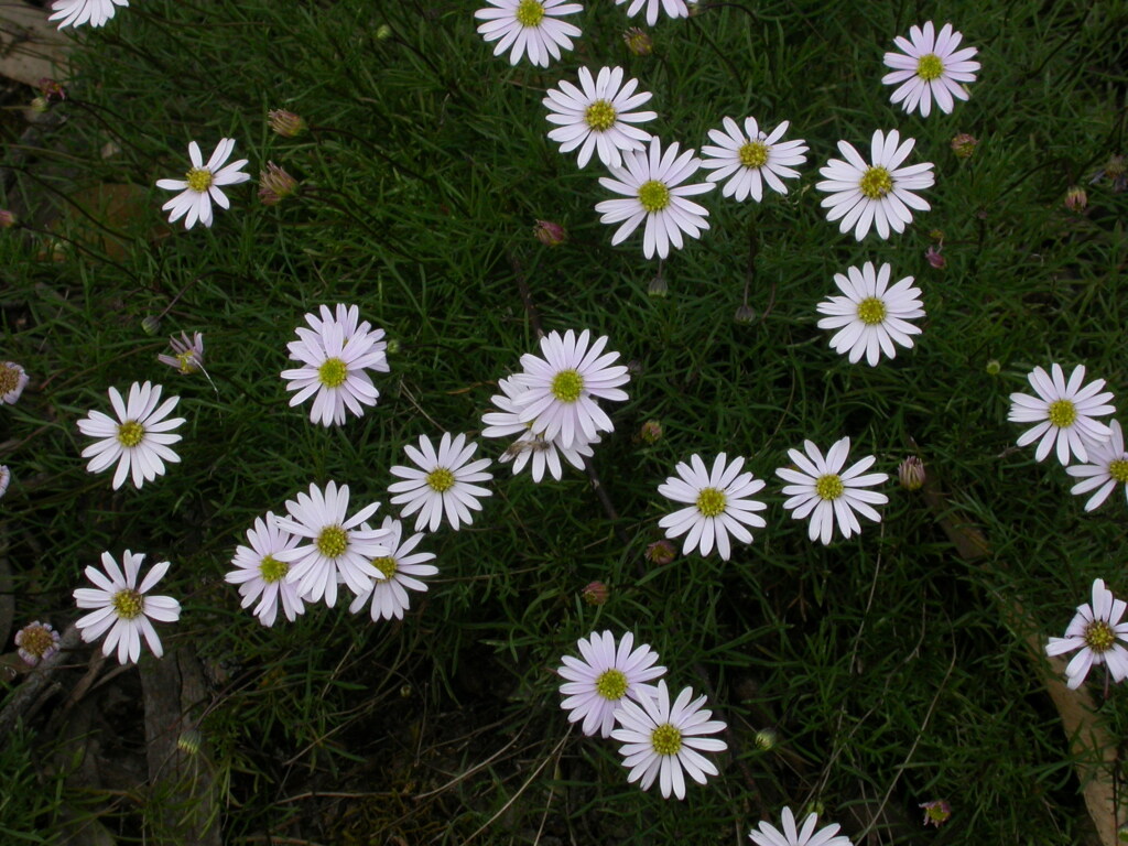 Brachyscome multifida (hero image)