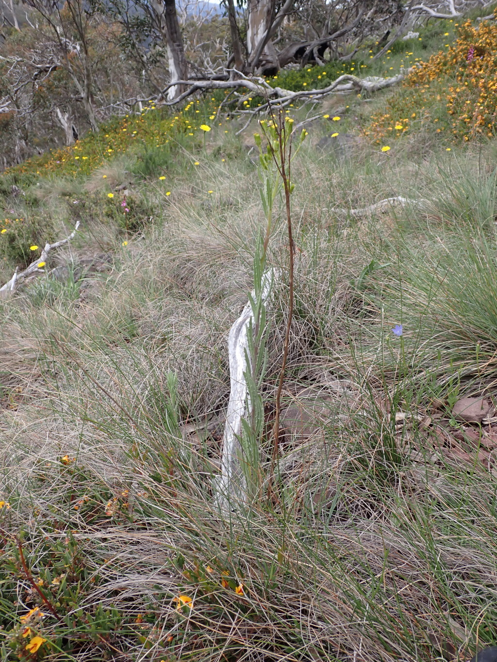 Senecio nigrapicus (hero image)