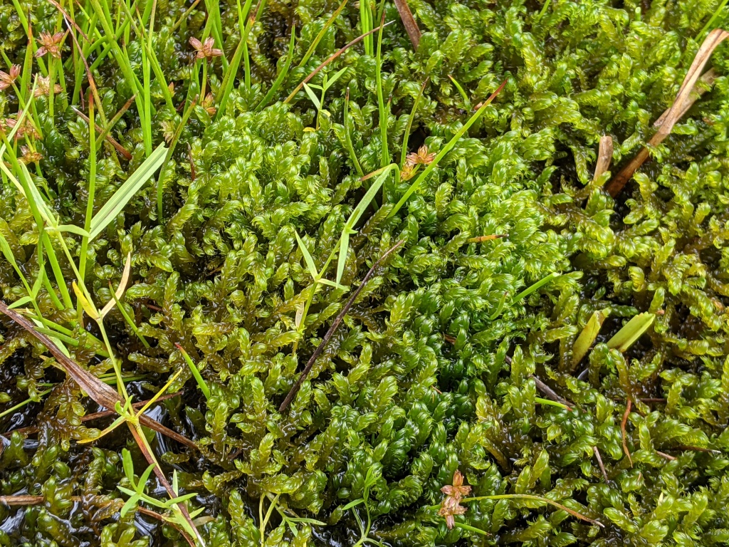 Drepanocladus (hero image)