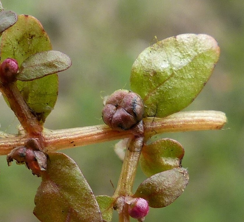 Elatinaceae (hero image)