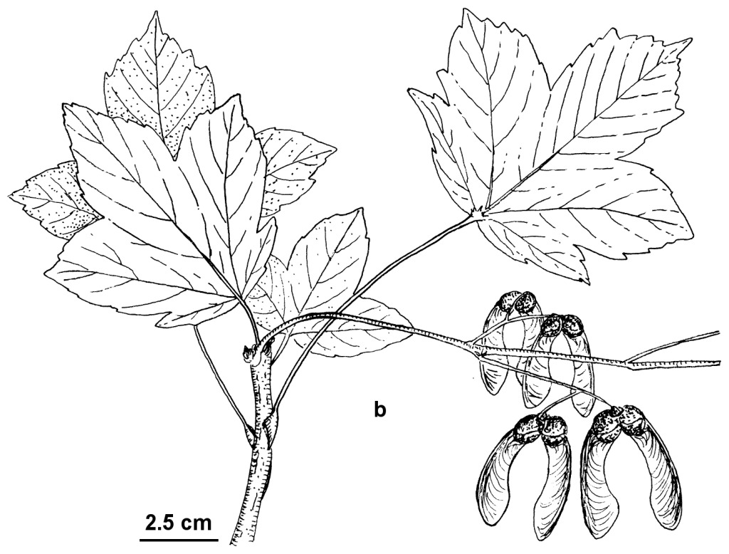 Acer pseudoplatanus (hero image)