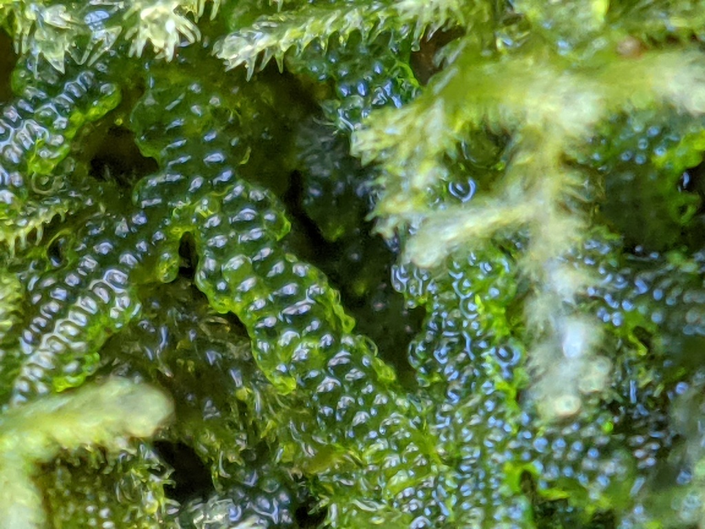 Zoopsis argentea (hero image)