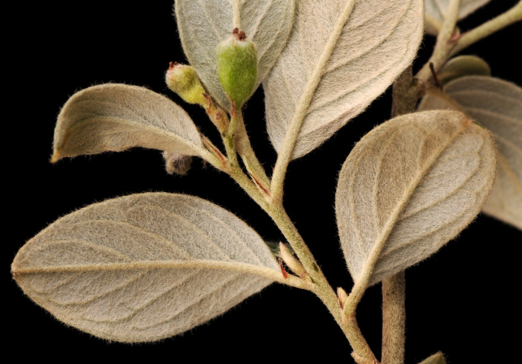 Rosaceae (hero image)