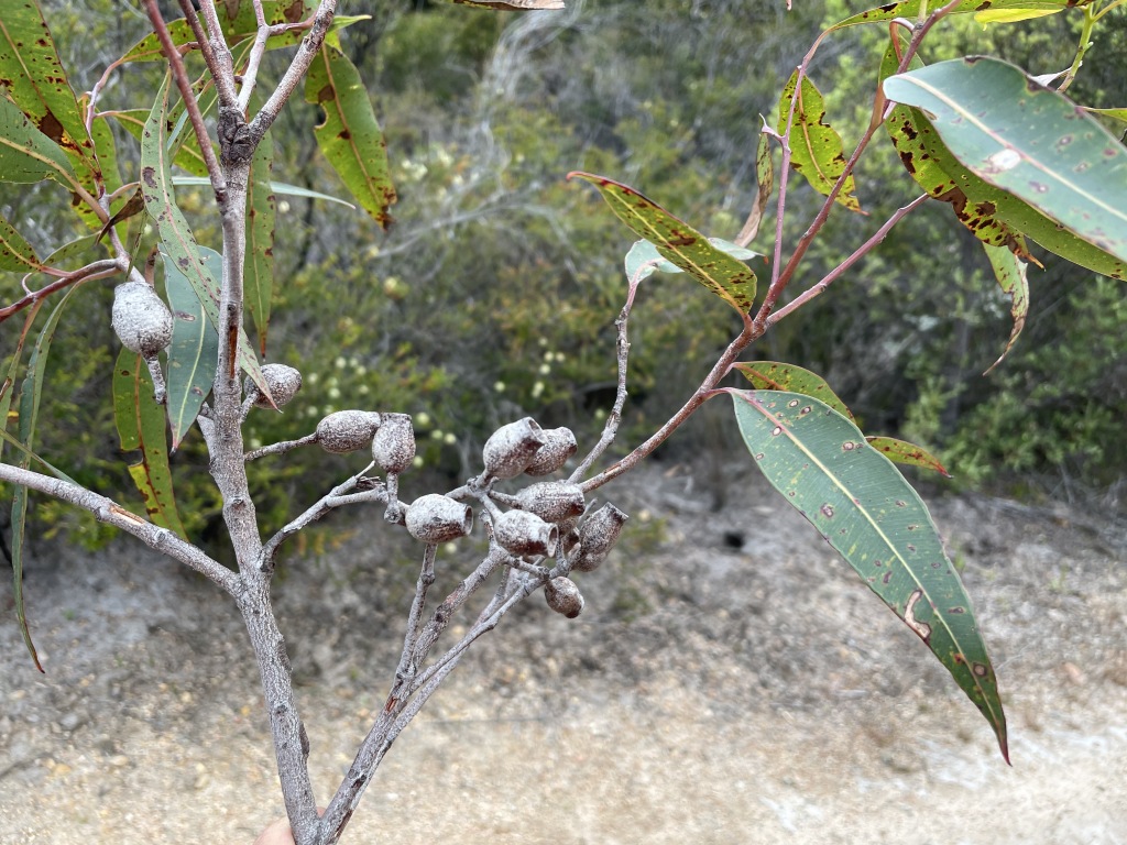 Corymbia (hero image)