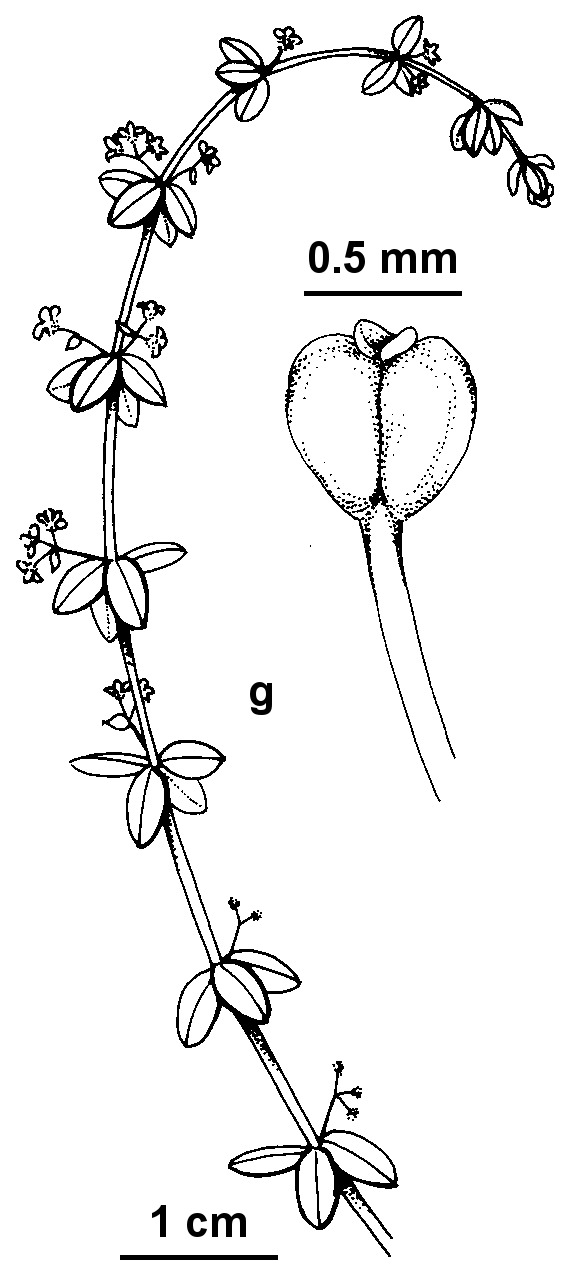 Galium ciliare subsp. ciliare (hero image)