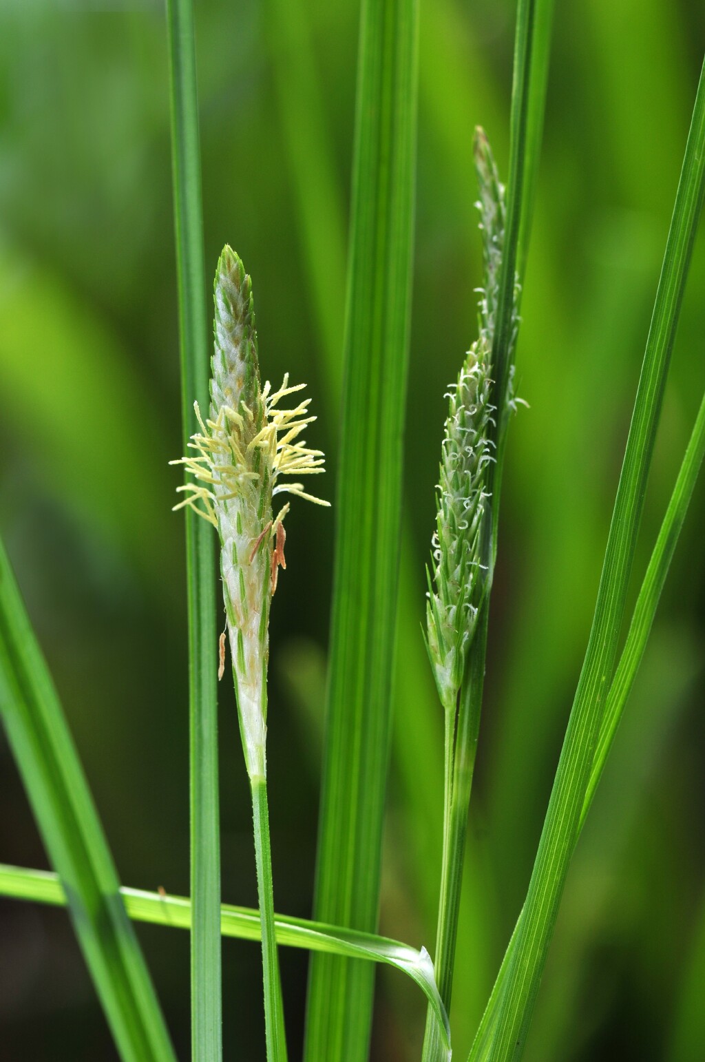 Carex punctata (hero image)
