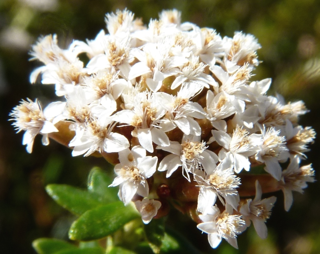 Ozothamnus alpinus (hero image)