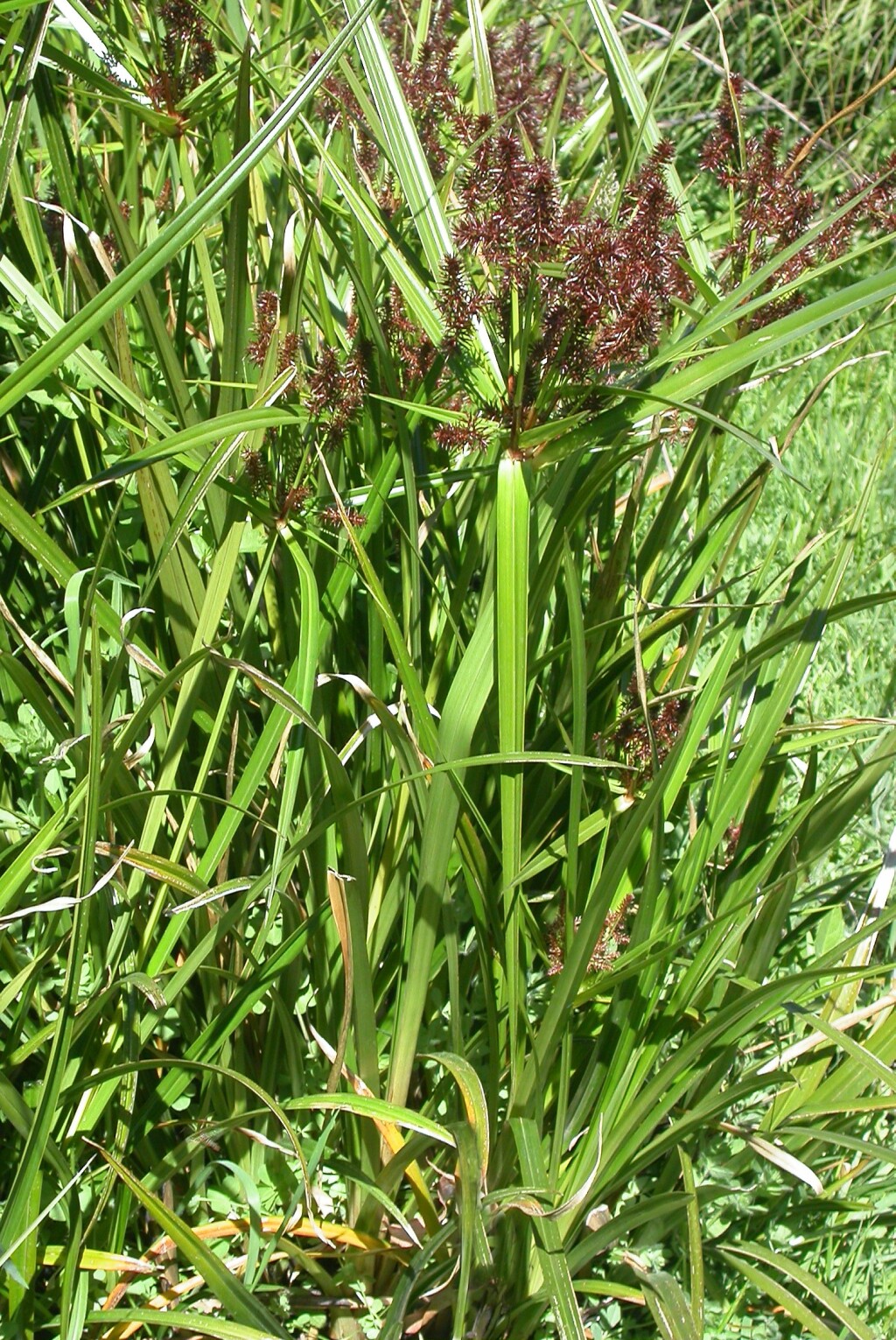 Cyperus lucidus (hero image)