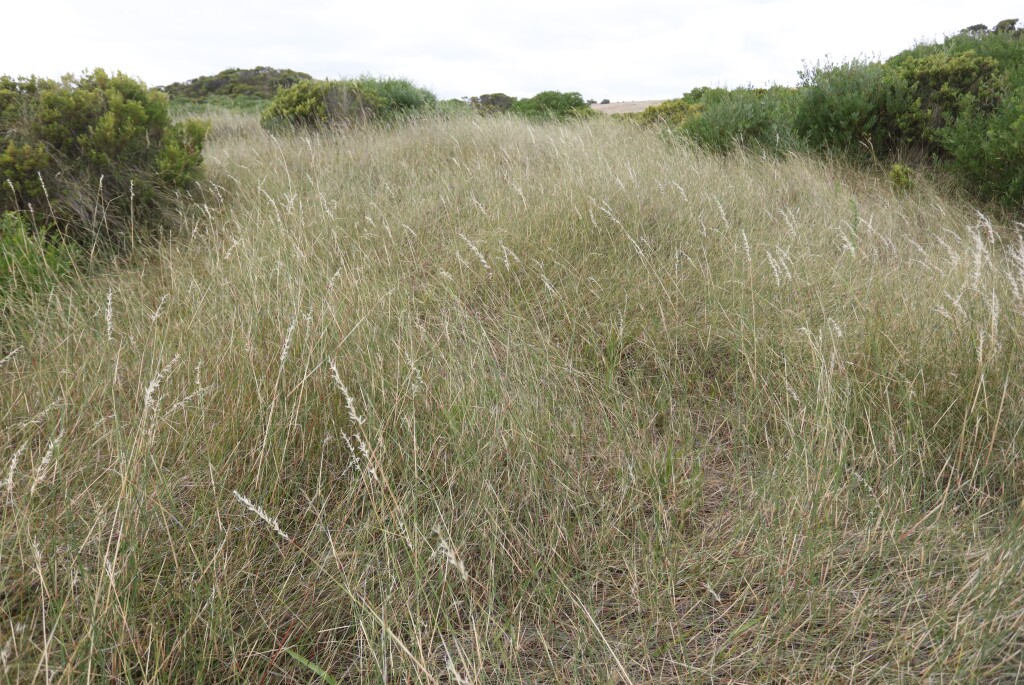 Ehrharta villosa (hero image)