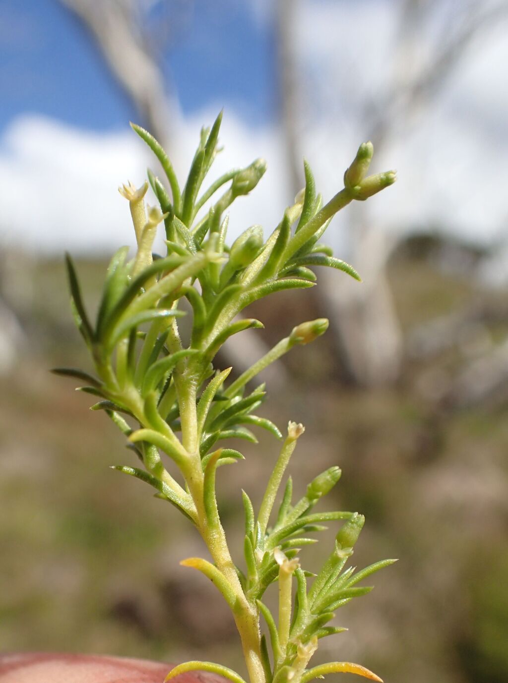 Scleranthus fasciculatus (hero image)