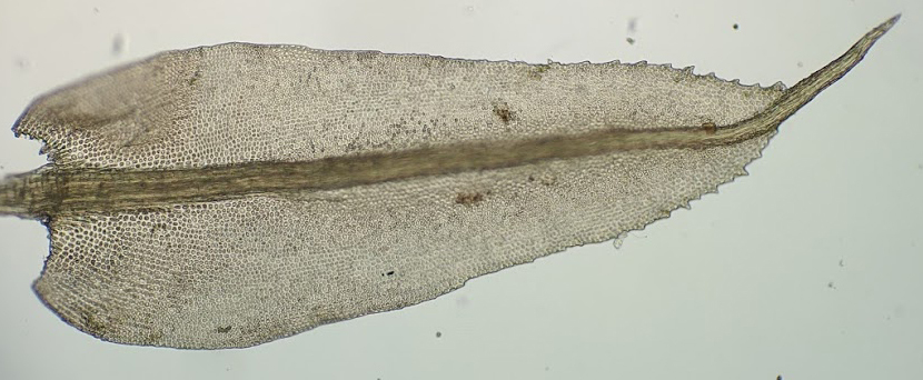 Leptotheca gaudichaudii (hero image)