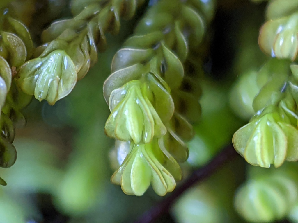 Adelanthaceae (hero image)