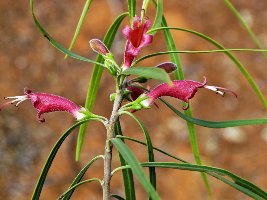 Eremophila longifolia (hero image)