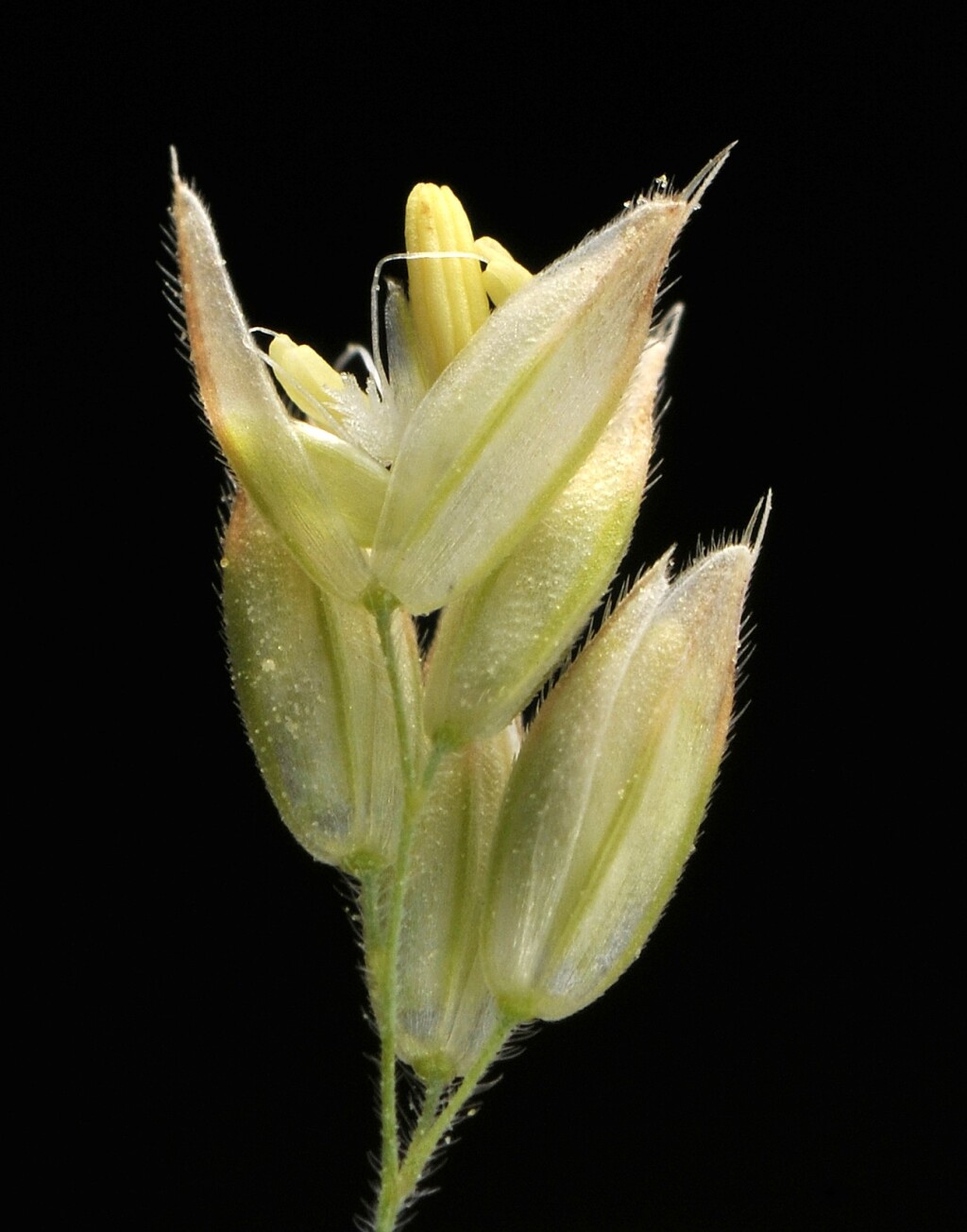 Holcus lanatus (hero image)