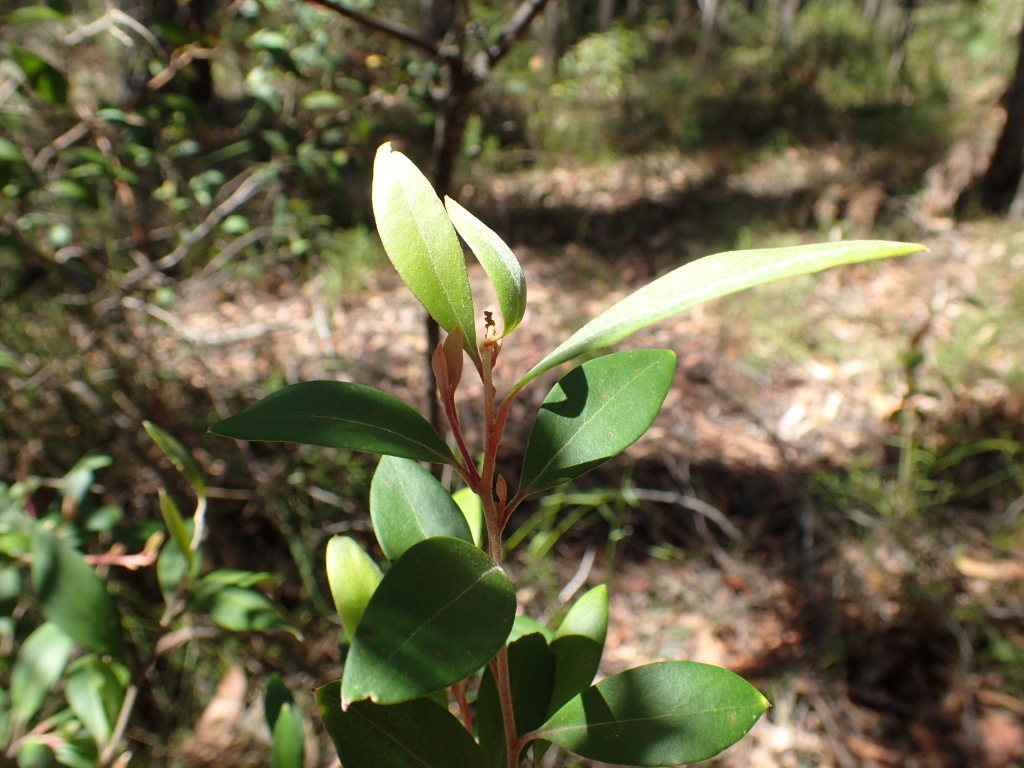 Grevillea parvula (hero image)