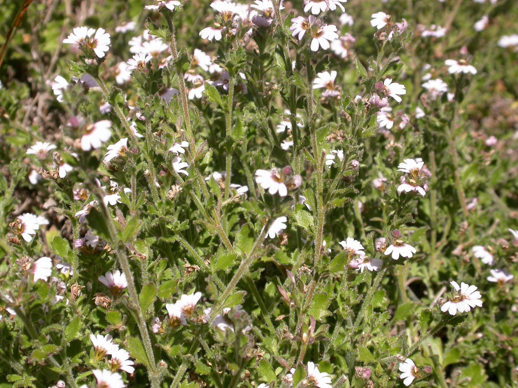 Scaevola albida (hero image)