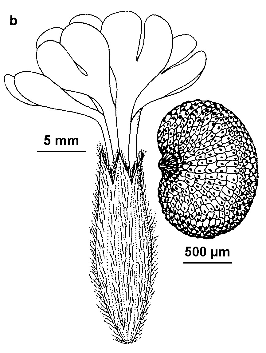 Silene latifolia (hero image)